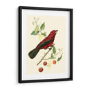 Cuvier Exótico Pájaros V - Becky Davis | Cuadro decorativo de Canvas Lab