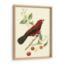 Cuvier Exótico Pájaros V - Becky Davis | Cuadro decorativo de Canvas Lab