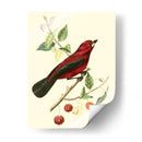 Cuvier Exótico Pájaros V - Becky Davis | Cuadro decorativo de Canvas Lab