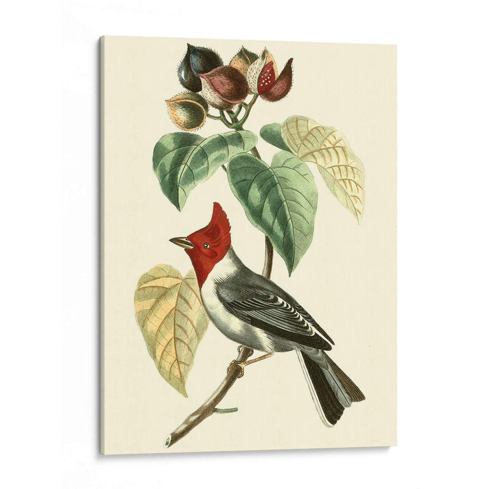 Cuvier Exótico Pájaros Vi - Becky Davis | Cuadro decorativo de Canvas Lab