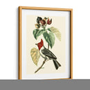 Cuvier Exótico Pájaros Vi - Becky Davis | Cuadro decorativo de Canvas Lab