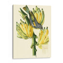 Cuvier Exotic Birds Vii - Becky Davis | Cuadro decorativo de Canvas Lab