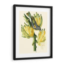 Cuvier Exotic Birds Vii - Becky Davis | Cuadro decorativo de Canvas Lab