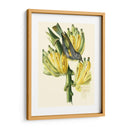 Cuvier Exotic Birds Vii - Becky Davis | Cuadro decorativo de Canvas Lab