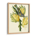 Cuvier Exotic Birds Vii - Becky Davis | Cuadro decorativo de Canvas Lab