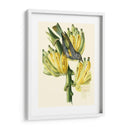 Cuvier Exotic Birds Vii - Becky Davis | Cuadro decorativo de Canvas Lab