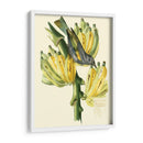 Cuvier Exotic Birds Vii - Becky Davis | Cuadro decorativo de Canvas Lab