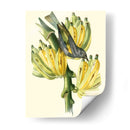 Cuvier Exotic Birds Vii - Becky Davis | Cuadro decorativo de Canvas Lab