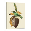 Cuvier Exotic Birds Viii - Becky Davis | Cuadro decorativo de Canvas Lab