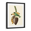 Cuvier Exotic Birds Viii - Becky Davis | Cuadro decorativo de Canvas Lab