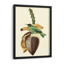 Cuvier Exotic Birds Viii - Becky Davis | Cuadro decorativo de Canvas Lab