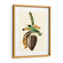 Cuvier Exotic Birds Viii - Becky Davis | Cuadro decorativo de Canvas Lab