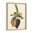 Cuvier Exotic Birds Viii - Becky Davis | Cuadro decorativo de Canvas Lab