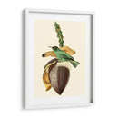 Cuvier Exotic Birds Viii - Becky Davis | Cuadro decorativo de Canvas Lab