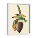 Cuvier Exotic Birds Viii - Becky Davis | Cuadro decorativo de Canvas Lab