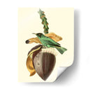 Cuvier Exotic Birds Viii - Becky Davis | Cuadro decorativo de Canvas Lab