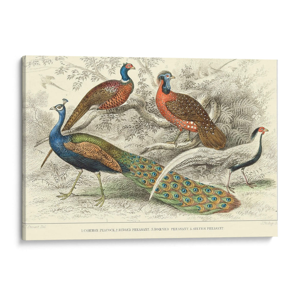 Peacock Y Faisanes - J. Stewart | Cuadro decorativo de Canvas Lab