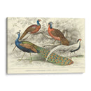 Peacock Y Faisanes - J. Stewart | Cuadro decorativo de Canvas Lab