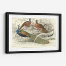 Peacock Y Faisanes - J. Stewart | Cuadro decorativo de Canvas Lab