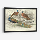 Peacock Y Faisanes - J. Stewart | Cuadro decorativo de Canvas Lab