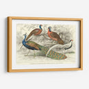 Peacock Y Faisanes - J. Stewart | Cuadro decorativo de Canvas Lab