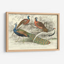 Peacock Y Faisanes - J. Stewart | Cuadro decorativo de Canvas Lab