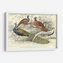 Peacock Y Faisanes - J. Stewart | Cuadro decorativo de Canvas Lab