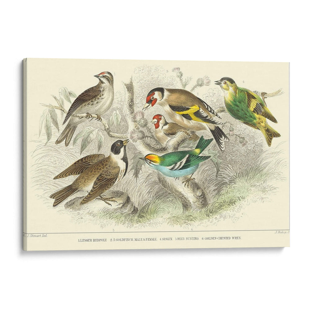 Goldfinch, Buntings Y Wens. - J. Stewart | Cuadro decorativo de Canvas Lab