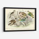 Goldfinch, Buntings Y Wens. - J. Stewart | Cuadro decorativo de Canvas Lab