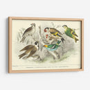 Goldfinch, Buntings Y Wens. - J. Stewart | Cuadro decorativo de Canvas Lab