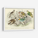 Goldfinch, Buntings Y Wens. - J. Stewart | Cuadro decorativo de Canvas Lab