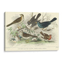 Skylark, Songthrush Y Redbreast - J. Stewart | Cuadro decorativo de Canvas Lab