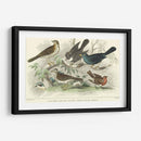 Skylark, Songthrush Y Redbreast - J. Stewart | Cuadro decorativo de Canvas Lab