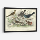 Skylark, Songthrush Y Redbreast - J. Stewart | Cuadro decorativo de Canvas Lab