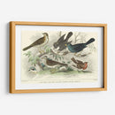 Skylark, Songthrush Y Redbreast - J. Stewart | Cuadro decorativo de Canvas Lab