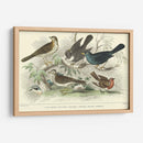 Skylark, Songthrush Y Redbreast - J. Stewart | Cuadro decorativo de Canvas Lab