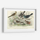 Skylark, Songthrush Y Redbreast - J. Stewart | Cuadro decorativo de Canvas Lab