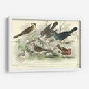 Skylark, Songthrush Y Redbreast - J. Stewart | Cuadro decorativo de Canvas Lab