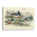 Variedades De Pato - J. Stewart | Cuadro decorativo de Canvas Lab