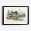 Variedades De Pato - J. Stewart | Cuadro decorativo de Canvas Lab