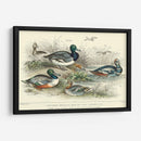 Variedades De Pato - J. Stewart | Cuadro decorativo de Canvas Lab