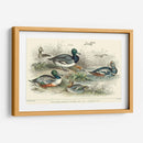 Variedades De Pato - J. Stewart | Cuadro decorativo de Canvas Lab