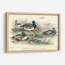 Variedades De Pato - J. Stewart | Cuadro decorativo de Canvas Lab