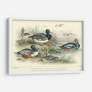 Variedades De Pato - J. Stewart | Cuadro decorativo de Canvas Lab