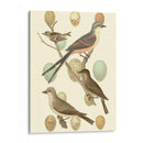 Pájaros Británicos Y Huevos I - Vision Studio | Cuadro decorativo de Canvas Lab