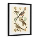 Pájaros Británicos Y Huevos I - Vision Studio | Cuadro decorativo de Canvas Lab