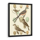 Pájaros Británicos Y Huevos I - Vision Studio | Cuadro decorativo de Canvas Lab