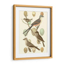 Pájaros Británicos Y Huevos I - Vision Studio | Cuadro decorativo de Canvas Lab
