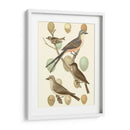 Pájaros Británicos Y Huevos I - Vision Studio | Cuadro decorativo de Canvas Lab