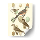 Pájaros Británicos Y Huevos I - Vision Studio | Cuadro decorativo de Canvas Lab